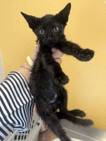 Shelter Stray Female Cat last seen Mimosa, 75149, TX, 1650 Gross Rd, Mesquite, TX 75149, USA