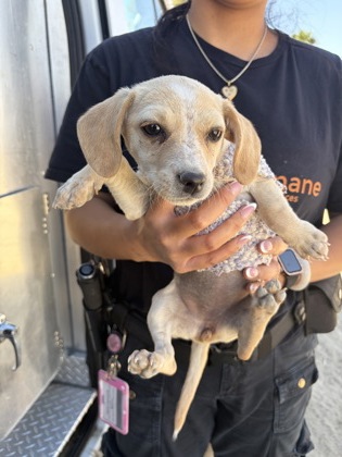 Shelter Stray Female Dog last seen S Plumas & W Malaga Ave, Kerman Zone Fresno CO 1A 93630, CA, 1510 W Dan Ronquillo Dr, Fresno, CA 93706, USA