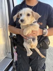 Shelter Stray Male Dog last seen S Plumas & W Malaga Ave, Kerman Zone Fresno CO 1A 93630, CA, 1510 W Dan Ronquillo Dr, Fresno, CA 93706, USA