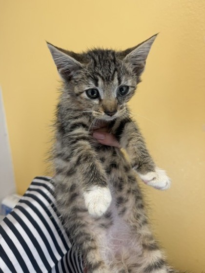Shelter Stray Male Cat last seen Mimosa, 75149, TX, 1650 Gross Rd, Mesquite, TX 75149, USA