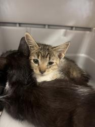 Shelter Stray Male Cat last seen Mimosa, 75149, TX, 1650 Gross Rd, Mesquite, TX 75149, USA