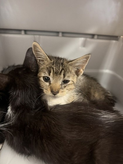Shelter Stray Male Cat last seen Mimosa, 75149, TX, 1650 Gross Rd, Mesquite, TX 75149, USA