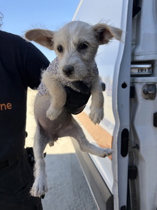 Shelter Stray Female Dog last seen S Plumas & W Malaga Ave, Kerman Zone Fresno CO 1A 93630, CA, 1510 W Dan Ronquillo Dr, Fresno, CA 93706, USA