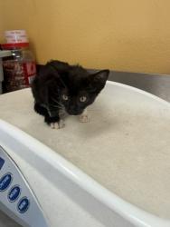 Shelter Stray Female Cat last seen Mimosa, 75149, TX, 1650 Gross Rd, Mesquite, TX 75149, USA