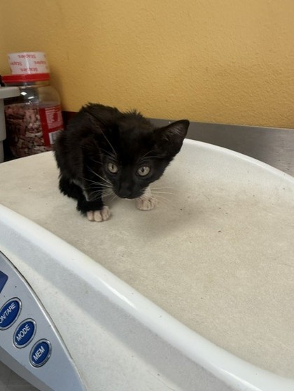 Shelter Stray Female Cat last seen Mimosa, 75149, TX, 1650 Gross Rd, Mesquite, TX 75149, USA