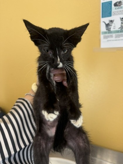 Shelter Stray Male Cat last seen Mimosa, 75149, TX, 1650 Gross Rd, Mesquite, TX 75149, USA