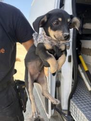 Shelter Stray Male Dog last seen S Plumas & W Malaga Ave, Kerman Zone Fresno CO 1A 93630, CA, 1510 W Dan Ronquillo Dr, Fresno, CA 93706, USA