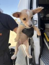 Shelter Stray Female Dog last seen S Plumas & W Malaga Ave, Kerman Zone Fresno CO 1A 93630, CA, 1510 W Dan Ronquillo Dr, Fresno, CA 93706, USA