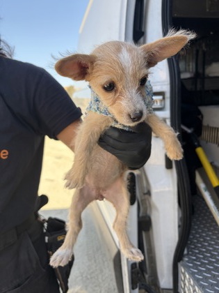 Shelter Stray Female Dog last seen S Plumas & W Malaga Ave, Kerman Zone Fresno CO 1A 93630, CA, 1510 W Dan Ronquillo Dr, Fresno, CA 93706, USA