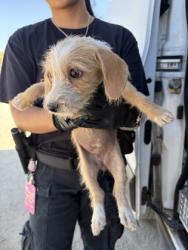 Shelter Stray Female Dog last seen S Plumas & W Malaga Ave, Kerman Zone Fresno CO 1A 93630, CA, 1510 W Dan Ronquillo Dr, Fresno, CA 93706, USA