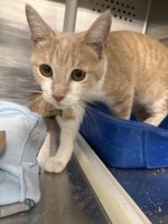 Shelter Stray Male Cat last seen California & Howard, Kerman Zone Fresno CO 1A 93630, CA, 1510 W Dan Ronquillo Dr, Fresno, CA 93706, USA