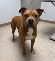 Shelter Stray Male Dog last seen Near Ridgewood Ave, CITY, SC, 150 Dexter Rd, Spartanburg, SC 29303, USA