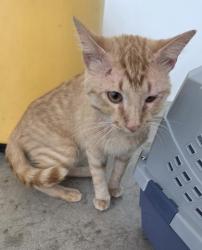 Shelter Stray Male Cat last seen Near E Roberts St, Central District, TX, 355 Hillshire Dr, Haslet, TX 76052, USA