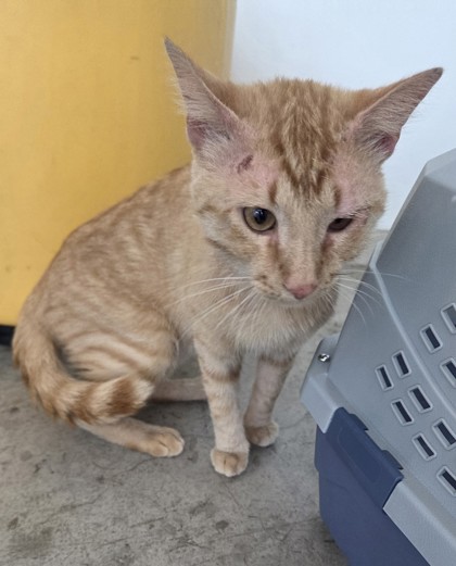 Shelter Stray Male Cat last seen Near E Roberts St, Central District, TX, 355 Hillshire Dr, Haslet, TX 76052, USA