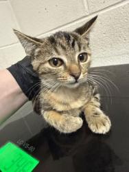 Shelter Stray Female Cat last seen Near J R Drive, City of Knoxville ASO, TN, 3201 Division St, Knoxville, TN 37919, USA