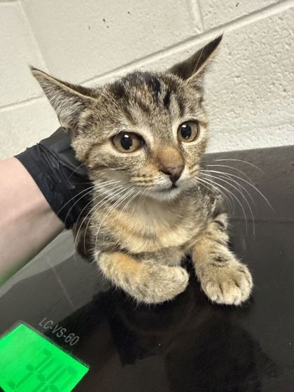 Shelter Stray Female Cat last seen Near J R Drive, City of Knoxville ASO, TN, 3201 Division St, Knoxville, TN 37919, USA