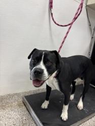 Shelter Stray Male Dog last seen Near Fifth St, Cramerton, NC, 1491 Business Park Ct, Gastonia, NC 28052, USA