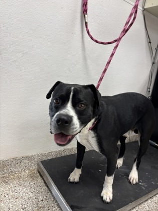 Shelter Stray Male Dog last seen Near Fifth St, Cramerton, NC, 1491 Business Park Ct, Gastonia, NC 28052, USA