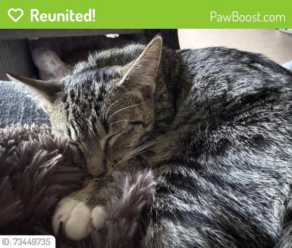 Reunited Female Cat last seen Emerald Creek apmts near UPS, Greenville, SC 29607