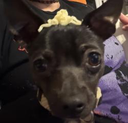 Reunited Male Dog last seen Walmart 6100 w Reno ave, Oklahoma City, OK 73127