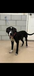 Lost Female Dog last seen Anthes Dr and Hermitage Ave, Nashville, TN 37210