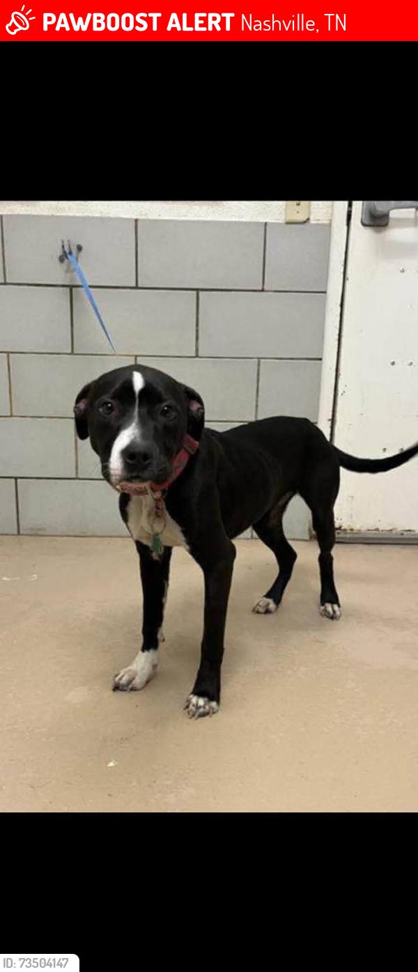 Lost Female Dog last seen Anthes Dr and Hermitage Ave, Nashville, TN 37210