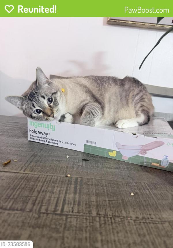 Reunited Female Cat last seen Near shannon Hills, Houston, TX 77099