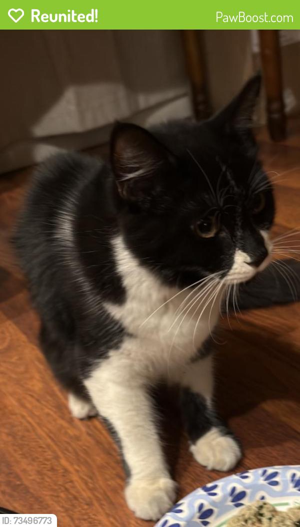 Reunited Unknown Cat last seen Strathern & Vanalden, Los Angeles, CA 91335