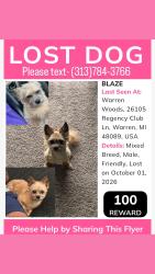 Lost Male Dog last seen Regency club, Warren, MI 48093