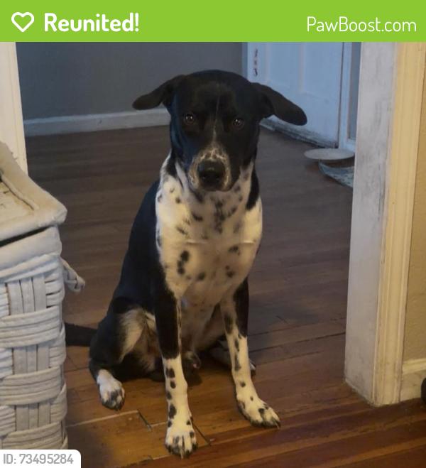 Reunited Male Dog last seen San Leandro, CA 94578 — backyard of our home. Our dog got out through the backyard gate while our family was at church. (15678 Maubert Ave.), San Leandro, CA 94578