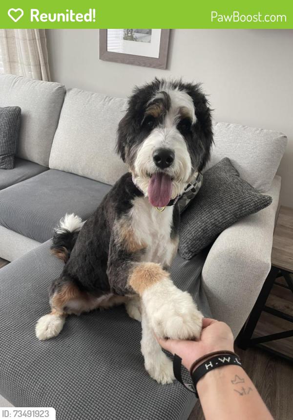 Reunited Female Dog last seen Piper Glen Golf Course, Charlotte, NC 28277
