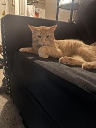 Reunited Male Cat last seen 3rd ave s & East Franklin ave, Minneapolis, MN 55404