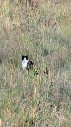 Found/Stray Unknown Cat last seen Field/lots in between W 48th St. & W 44th, Sioux Falls, SD 57106