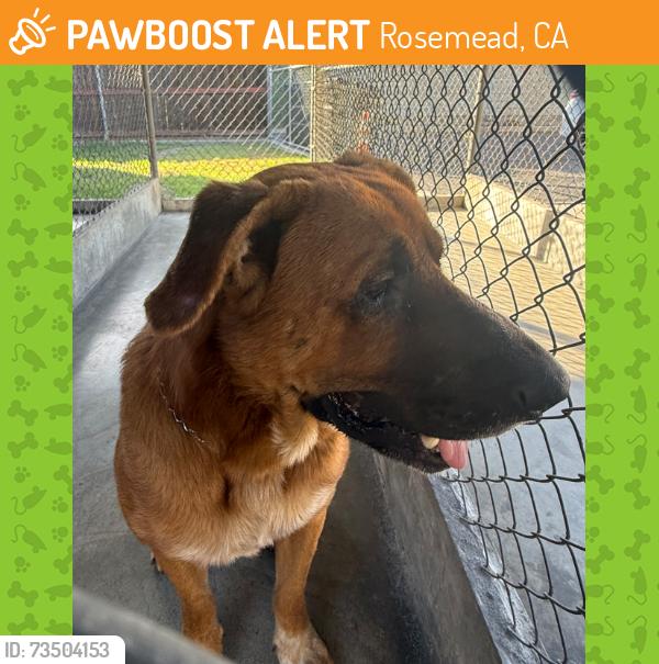 Found/Stray Unknown Dog last seen klingerman, Rosemead, CA 91770