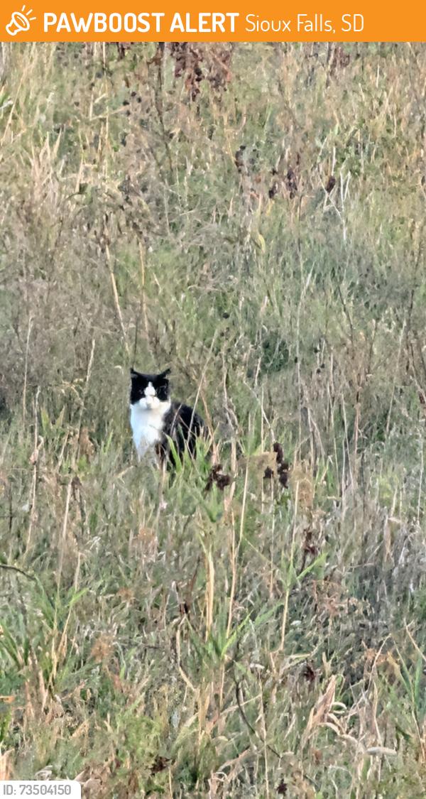 Found/Stray Unknown Cat last seen Field/lots in between W 48th St. & W 44th, Sioux Falls, SD 57106