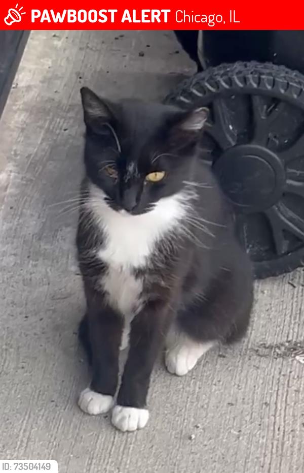 Lost Female Cat last seen Troy and 55, Chicago, IL 60629
