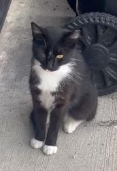 Lost Female Cat last seen Troy and 55, Chicago, IL 60629