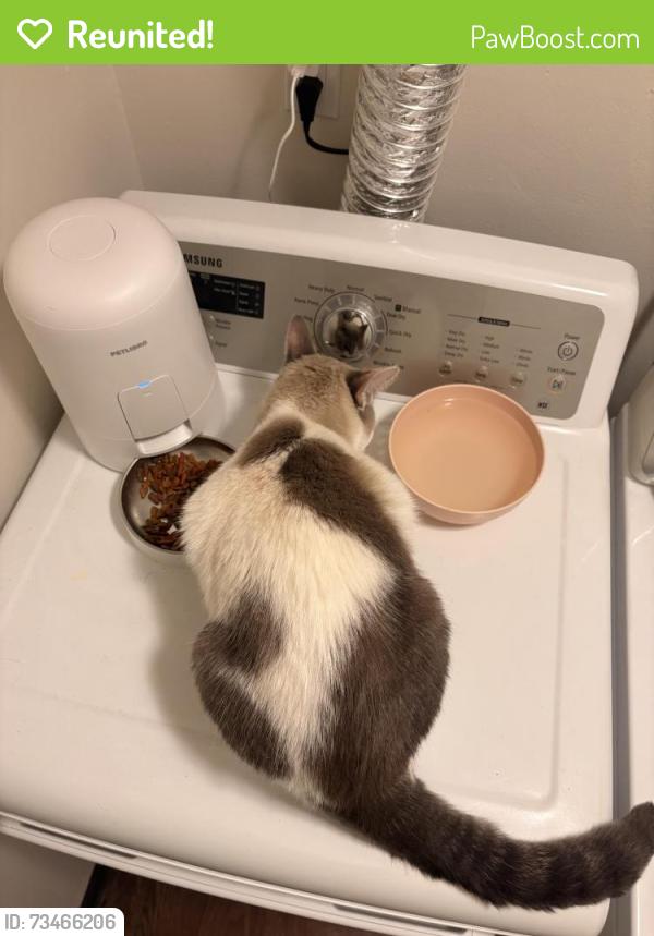 Reunited Male Cat last seen Retreat at Seven Trails apmts, Ballwin, MO 63011