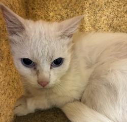 Shelter Stray Female Cat last seen NE 238th and Sandy, FAIRVIEW, OR, 97024, 1700 W Historic Columbia River Hwy, Troutdale, OR 97060, USA