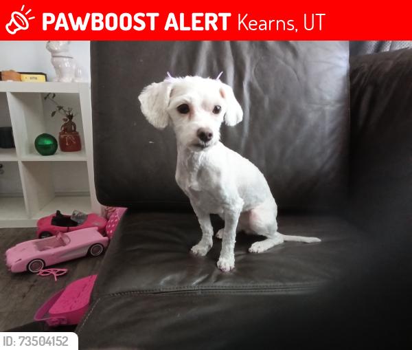 Lost Female Dog last seen Kearns Utah, Kearns, UT 84118