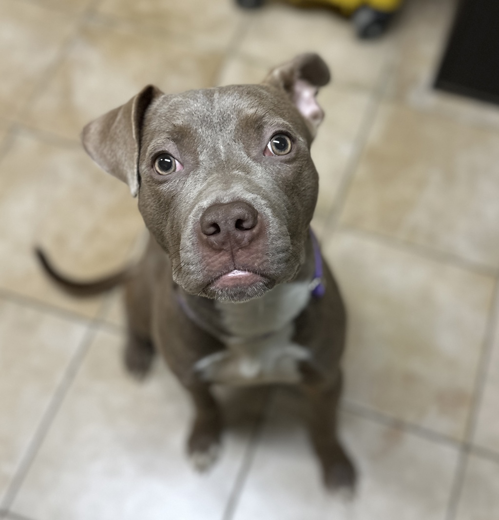 Shelter Stray Female Dog last seen Moda Center Near Max area, PORTLAND, OR, 97227, 1700 W Historic Columbia River Hwy, Troutdale, OR 97060, USA