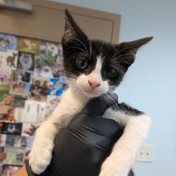 Shelter Stray Male Cat last seen Near Linda Vista Road, San Diego, CA, 92111, 5500 Gaines St, San Diego, CA 92110, USA