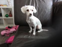 Lost Female Dog last seen Kearns Utah, Kearns, UT 84118
