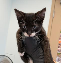 Shelter Stray Female Cat last seen Near Linda Vista Road, San Diego, CA, 92111, 5500 Gaines St, San Diego, CA 92110, USA