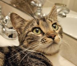 Shelter Stray Female Cat last seen 134th/Sandy, OR, 1700 W Historic Columbia River Hwy, Troutdale, OR 97060, USA