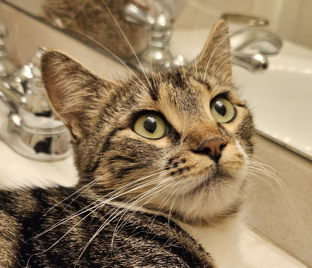 Shelter Stray Female Cat last seen 134th/Sandy, OR, 1700 W Historic Columbia River Hwy, Troutdale, OR 97060, USA