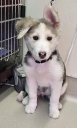 Shelter Stray Female Dog last seen Near Carlton Oaks Boulevard, Santee, CA, 92071, El Cajon, CA 92020, USA