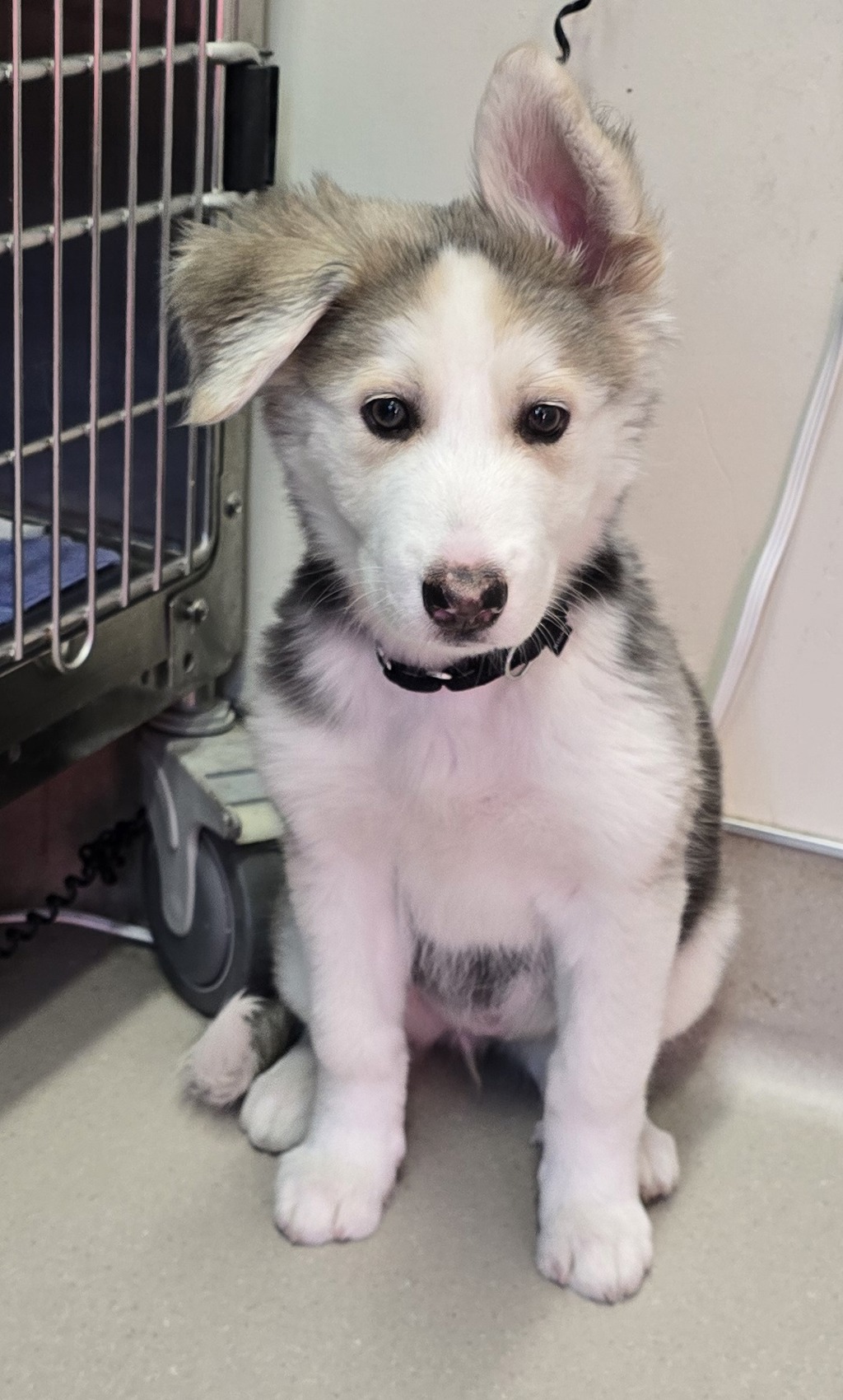 Shelter Stray Female Dog last seen Near Carlton Oaks Boulevard, Santee, CA, 92071, El Cajon, CA 92020, USA