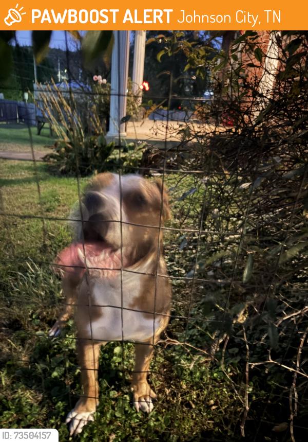 Found/Stray Female Dog last seen Seminole dr, Johnson City, TN 37604