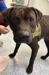 Shelter Stray Male Dog last seen SE 166th and Bush, OR, 1700 W Historic Columbia River Hwy, Troutdale, OR 97060, USA